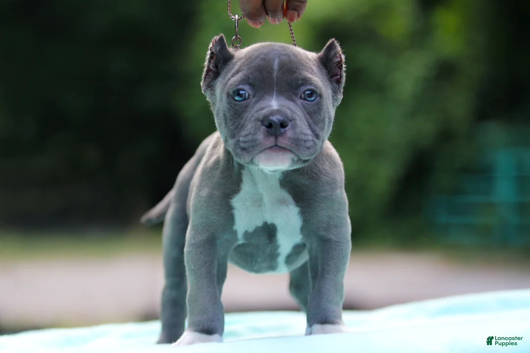 American Bully dogs for sale: Blue Male - Ad 1