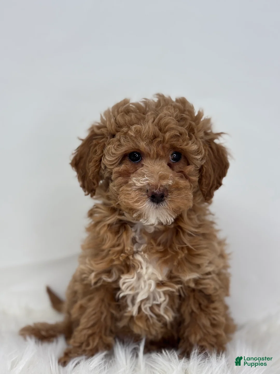 Miniature Poodle dogs for sale: Mia - Ad 3