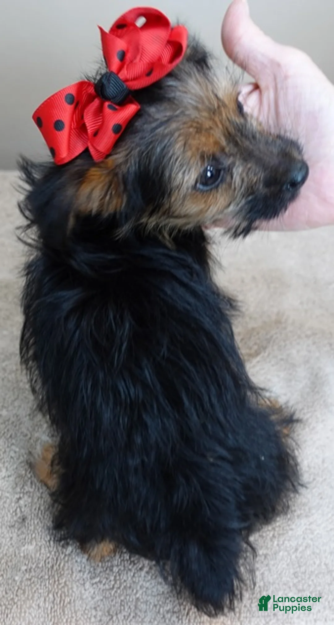 Yorkshire Terrier dogs for sale: Little guy 2 lbs - Ad 4