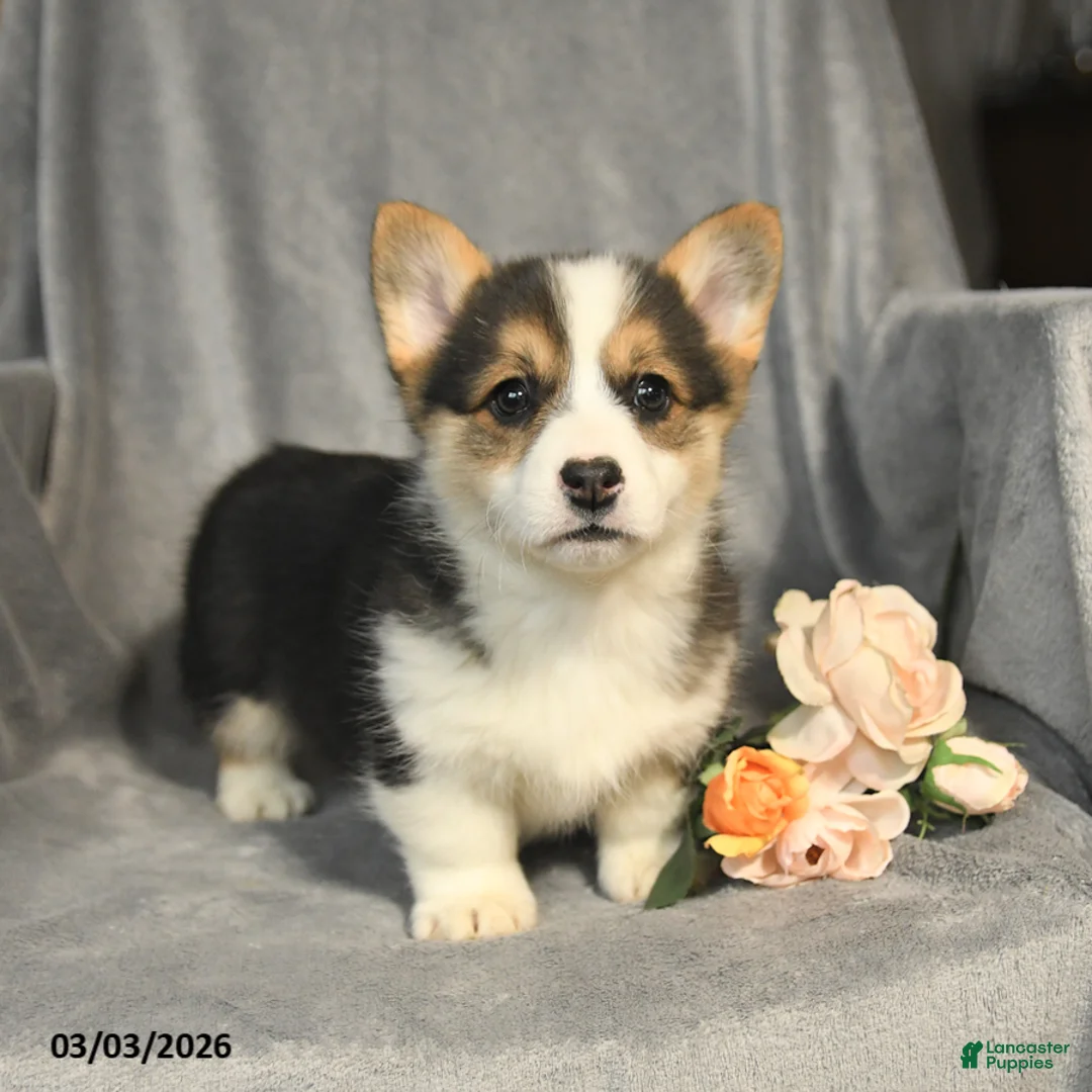 Welsh Corgi Pembroke dogs for sale: Bella   - Ad 2