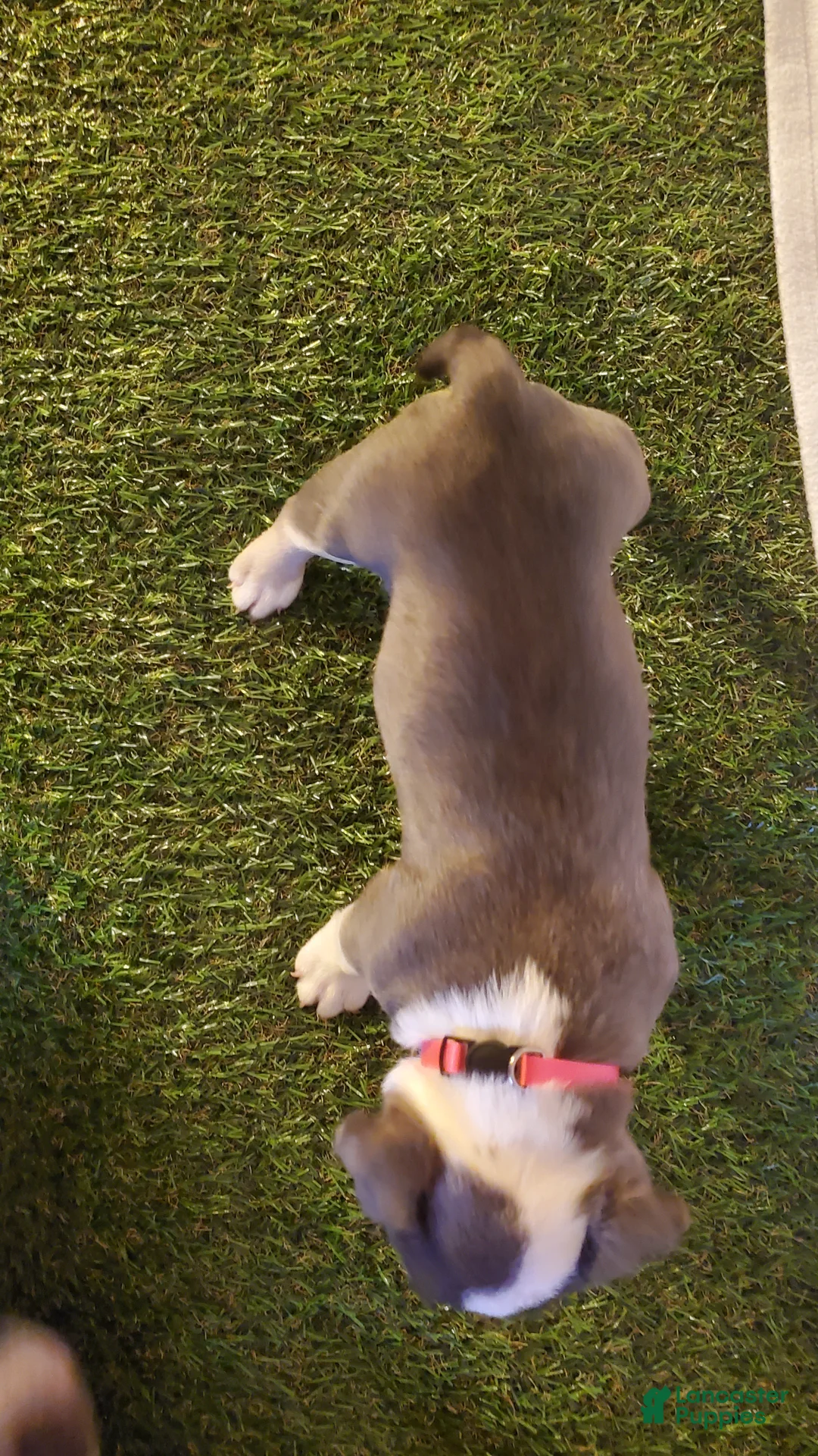 American Bully dogs for sale: American Bully 4 - Ad 2