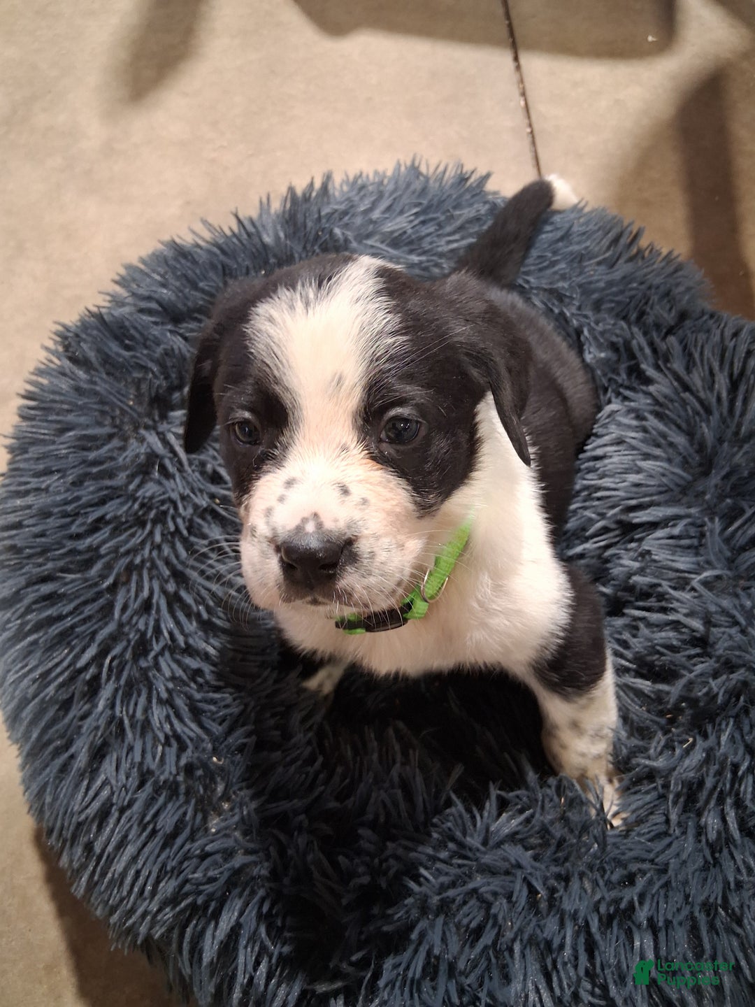 Mixed Breed dogs for sale: Elsa - Ad 1