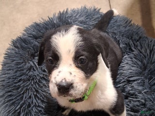 Mixed Breed dogs Elsa - Ad 20