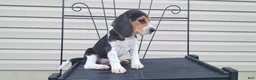 Beagle dogs for sale: PIPER - Ad 8