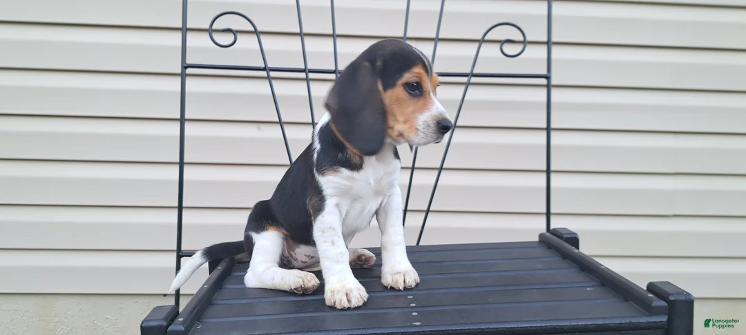 Beagle dogs for sale: PIPER - Ad 8
