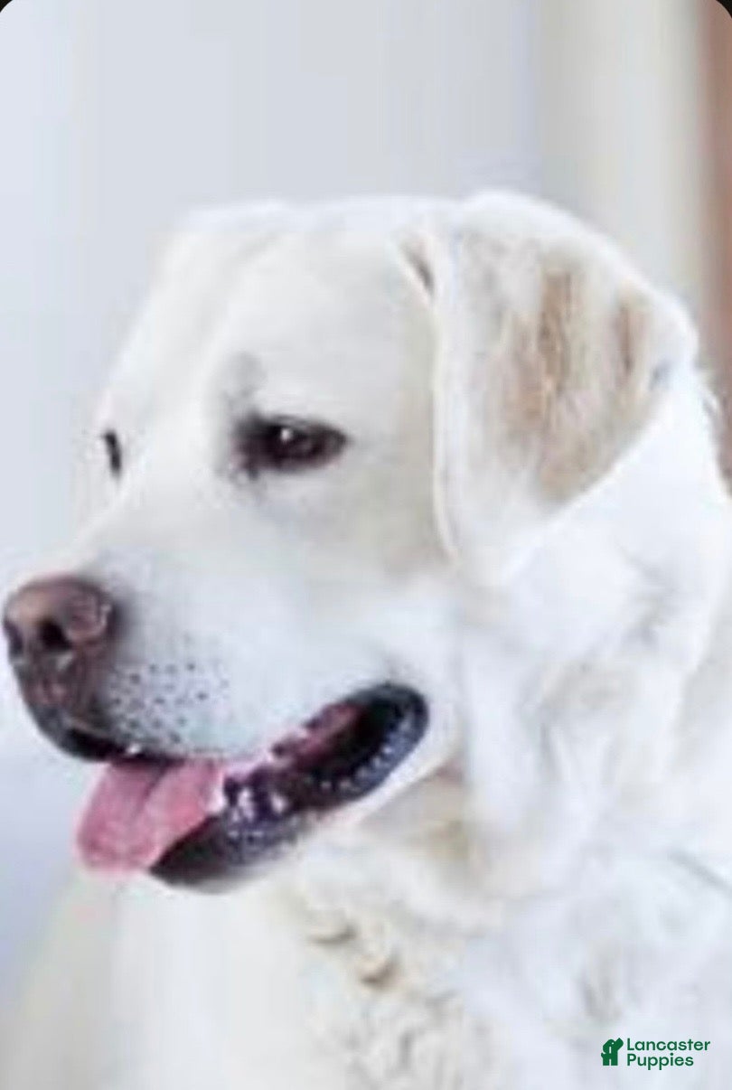 Labrador Retriever dogs for stud: This is Doc  - Ad 2