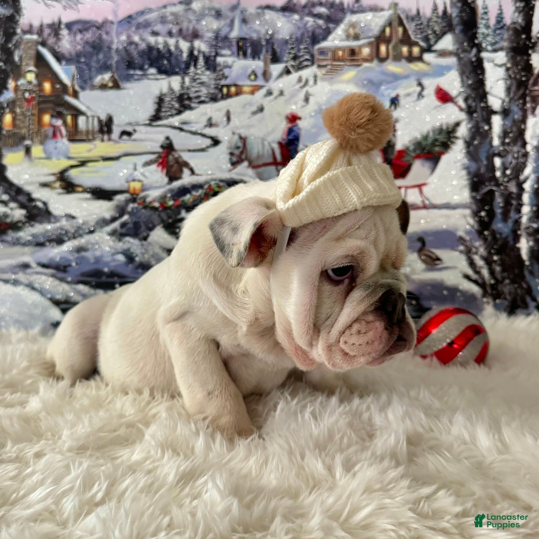 English Bulldog dogs for sale: Frodo  - Ad 6