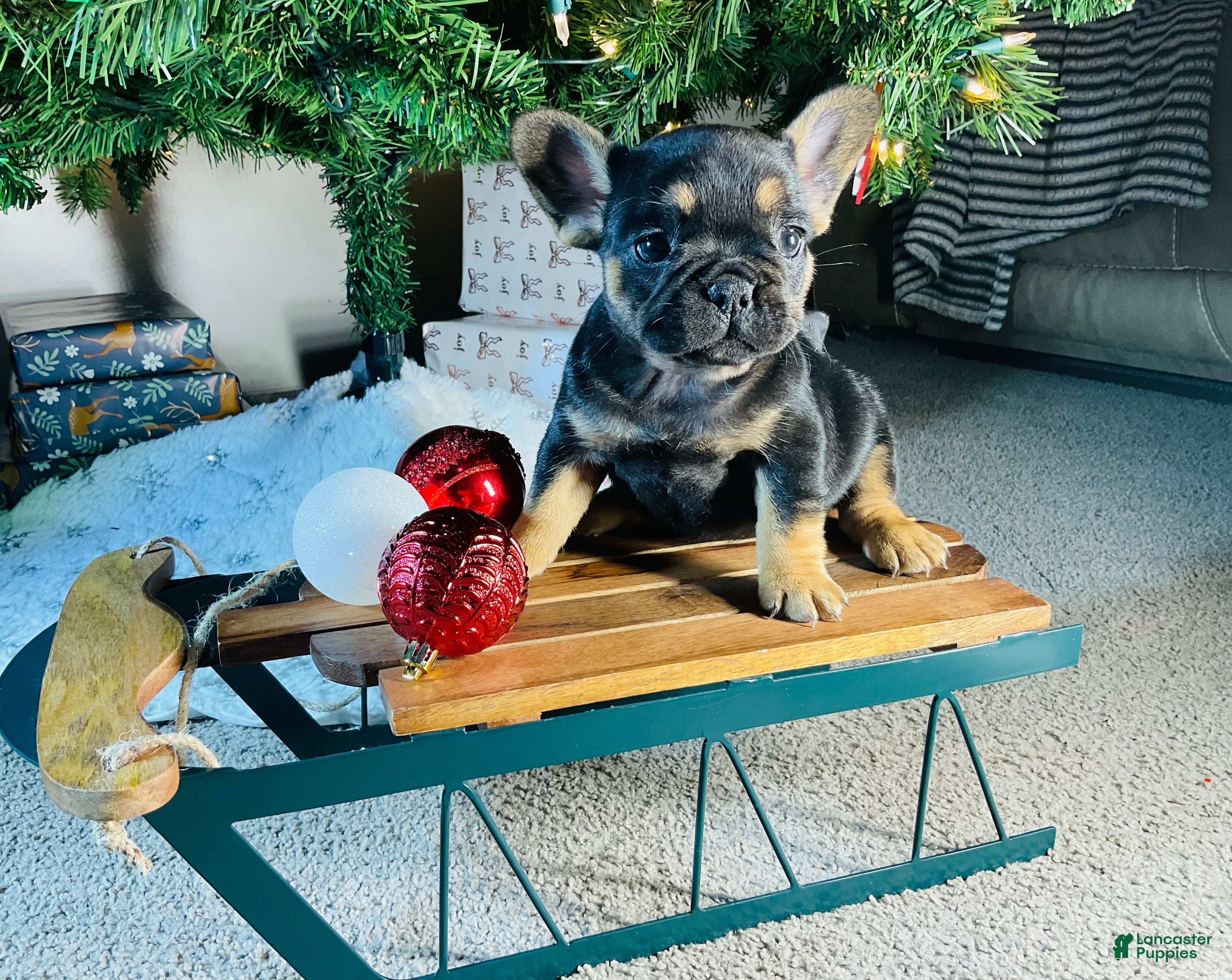 French Bulldog dogs Ellie - Ad 36