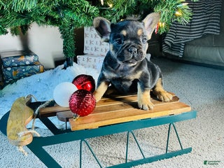 French Bulldog dogs Ellie - Ad 36