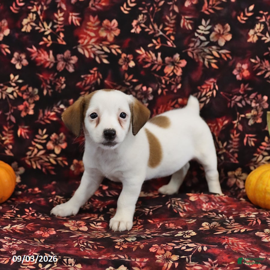 Jack Russell Terrier dogs Stella - Ad 2