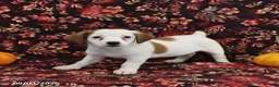 Jack Russell Terrier dogs for sale: Stella - Ad 2