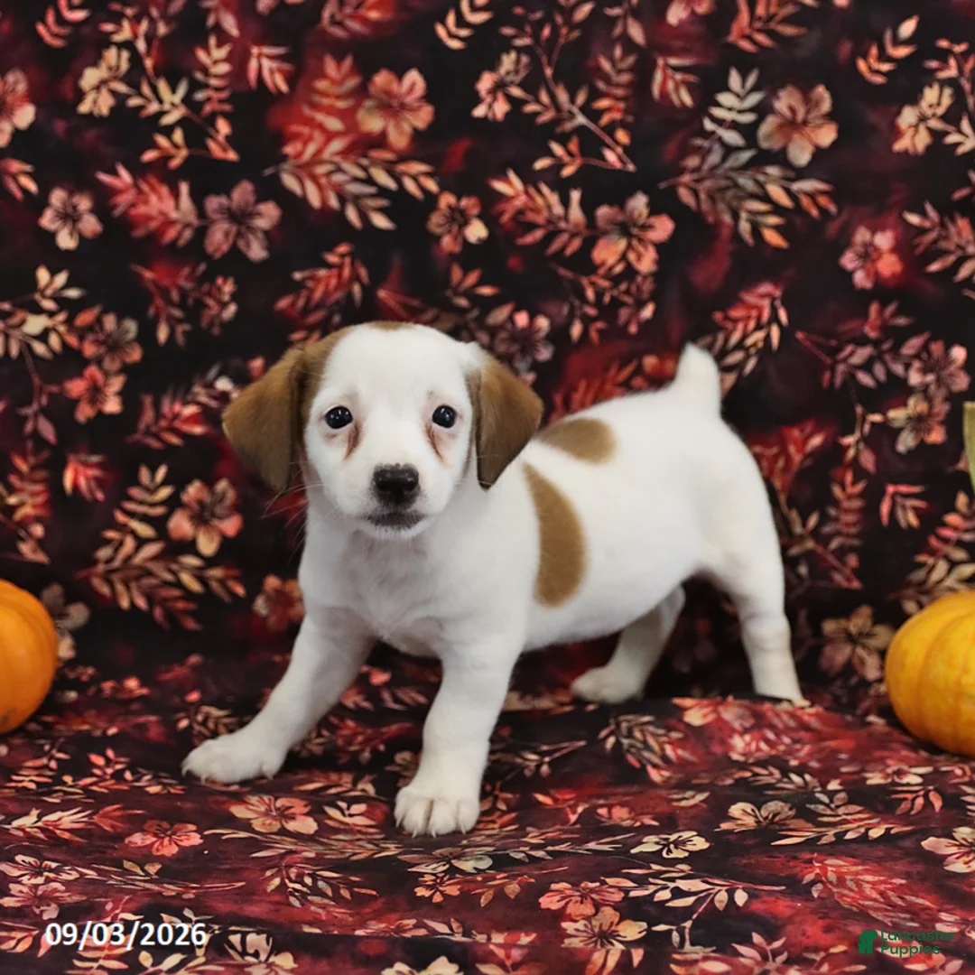 Jack Russell Terrier dogs for sale: Stella - Ad 2