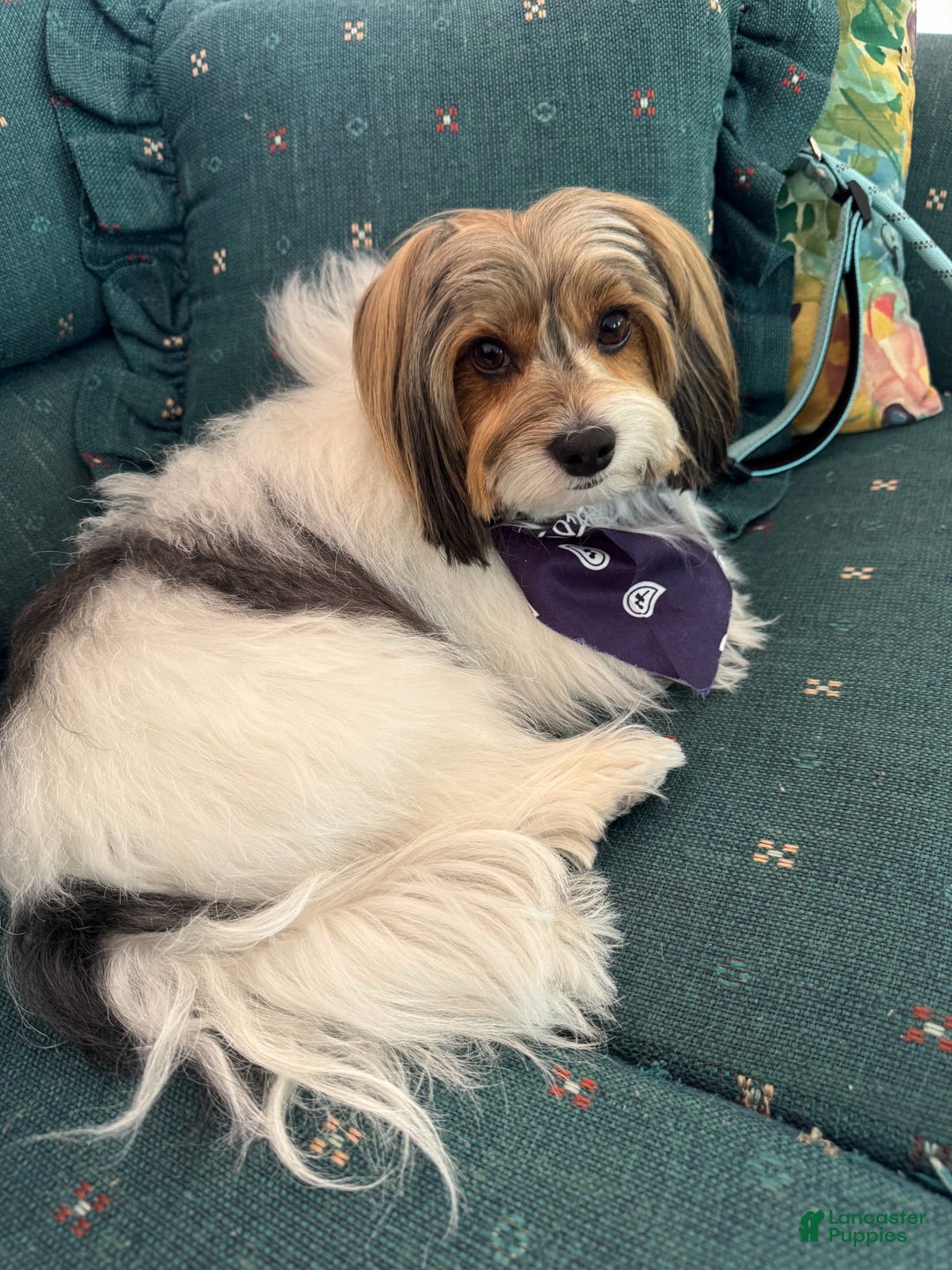 Mixed Breed dogs for sale: Aylee - Ad 7