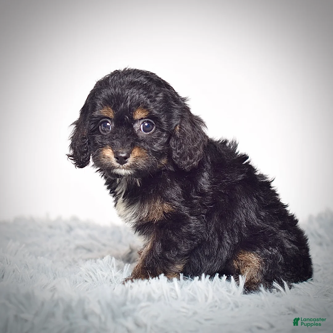 Cavapoo dogs for sale: Ms. Buttons  - Ad 3