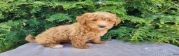 Mini Bernedoodle dogs for sale: Dallas - Ad 6