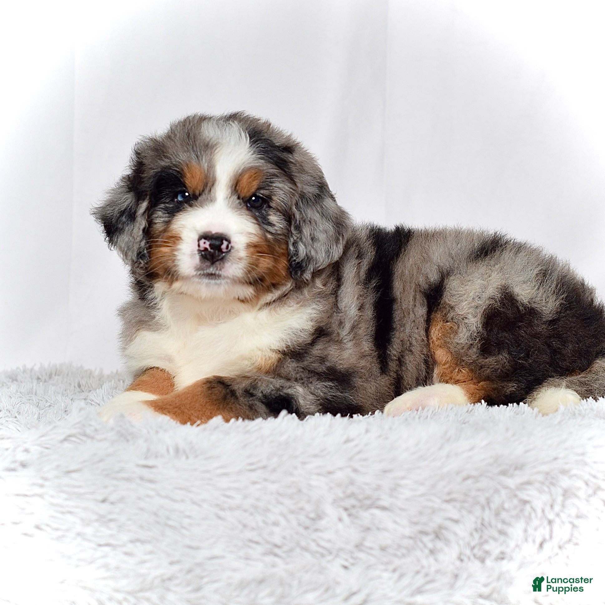 Bernedoodle dogs Mr. Harris - Ad 2