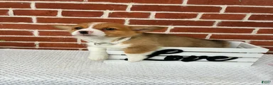 Bandit