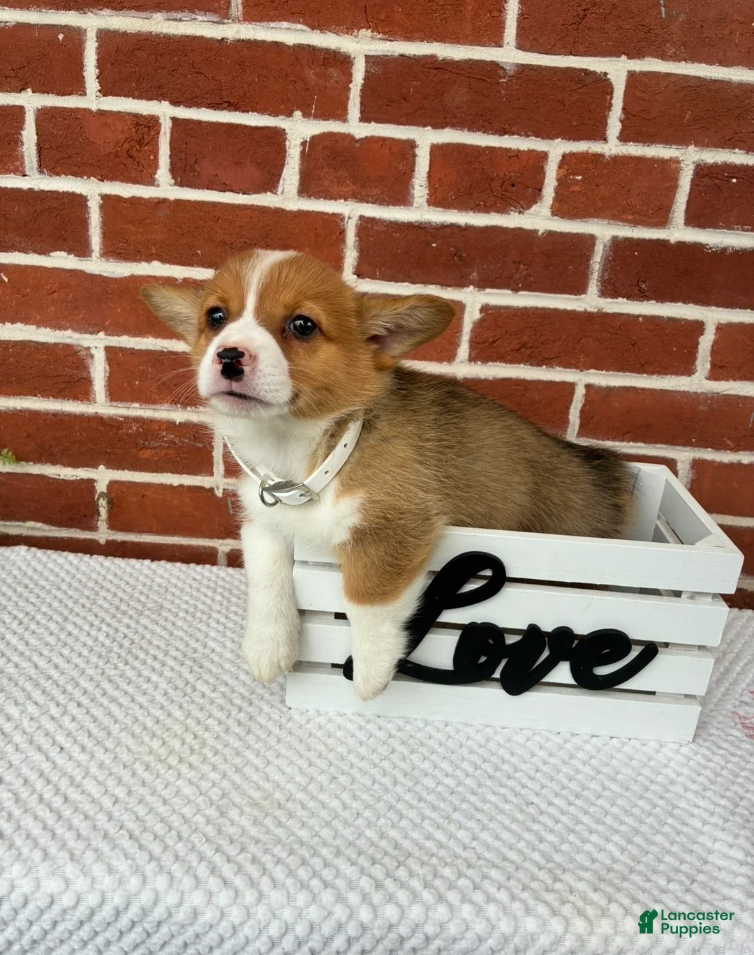 Welsh Corgi Pembroke dogs for sale: Bandit - Ad 1