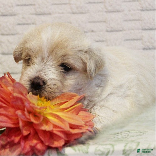 Morkie dogs Toffee - Ad 2