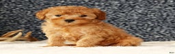 Cavapoo dogs for sale: Astrid - Ad 7
