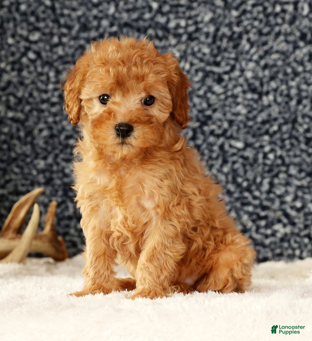 Cavapoo dogs for sale: Astrid - Ad 7