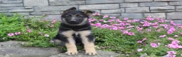German Shepherd dogs for sale: Abby - Ad 1