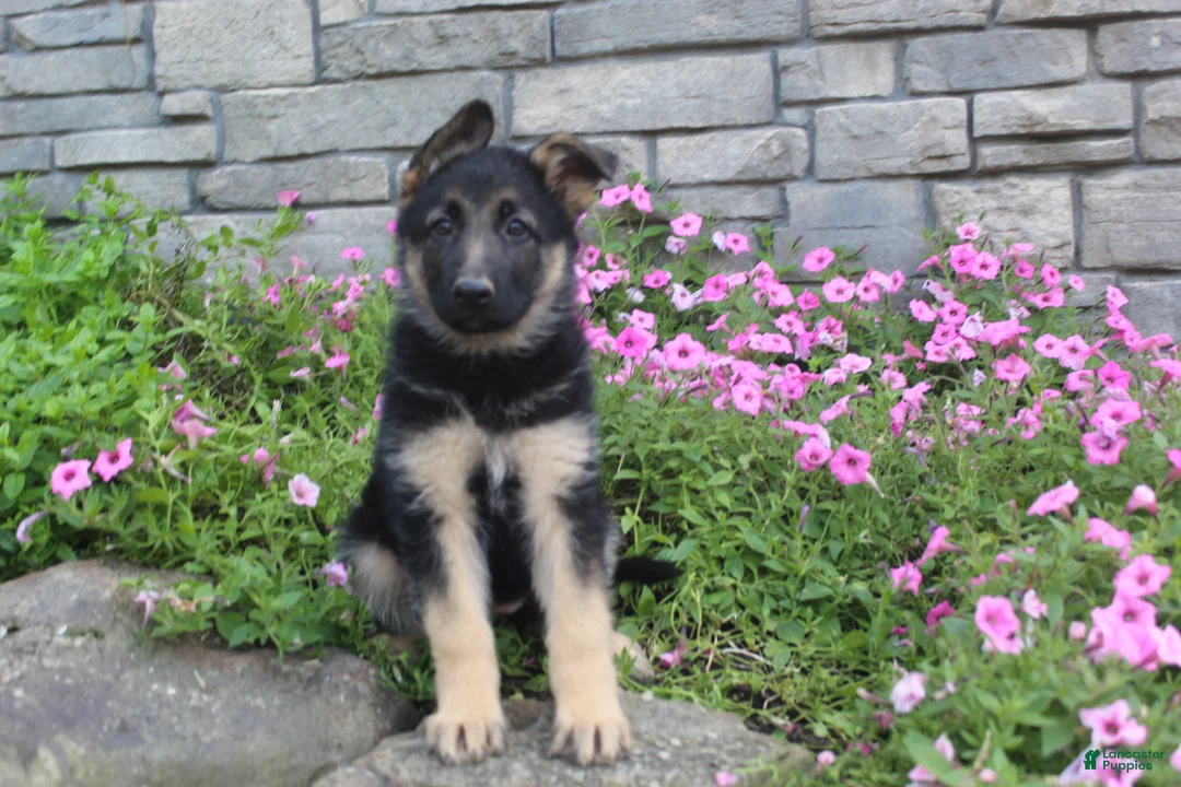 German Shepherd dogs for sale: Abby - Ad 1