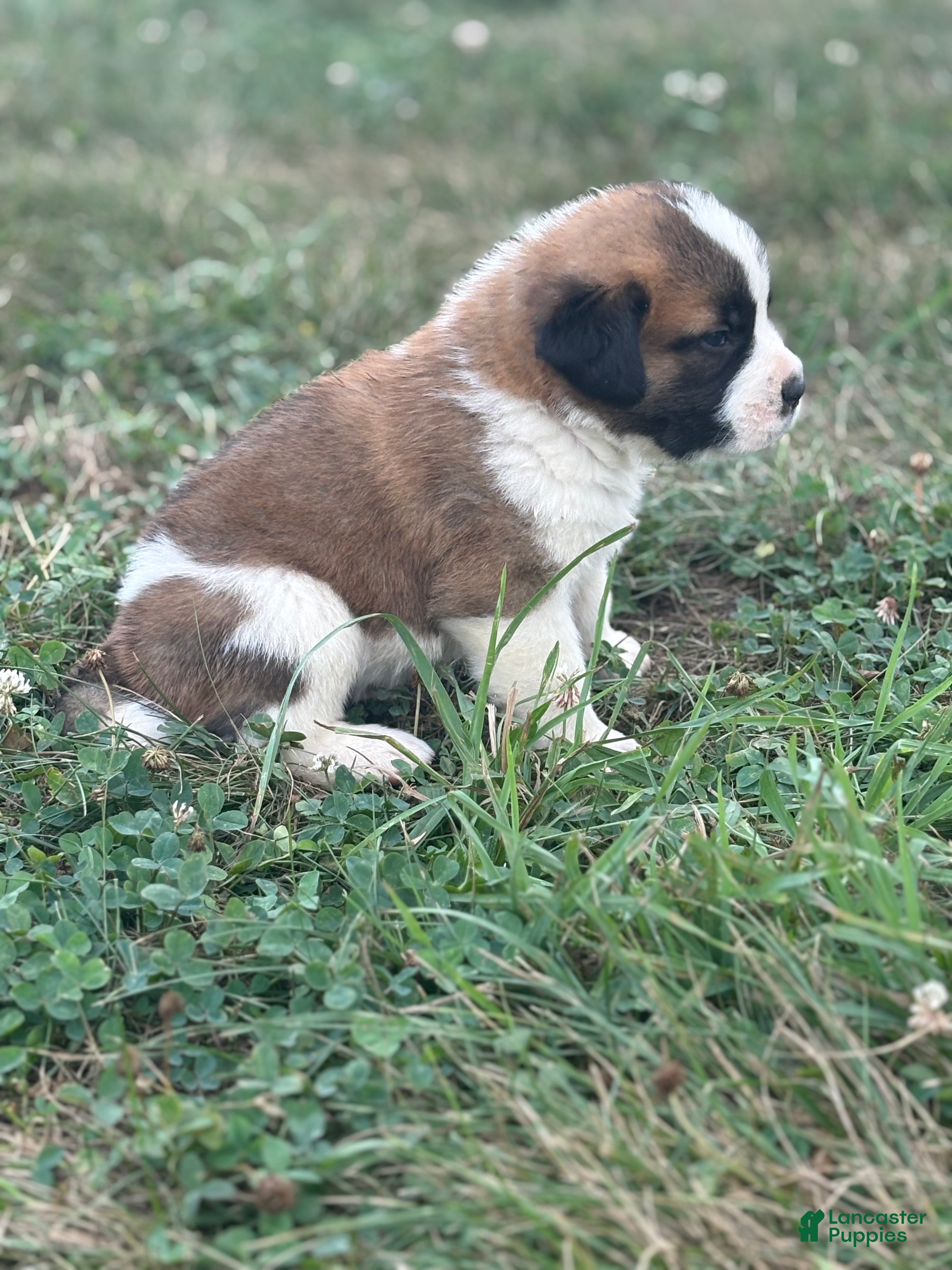 Saint Bernard dogs Rubble - Ad 2