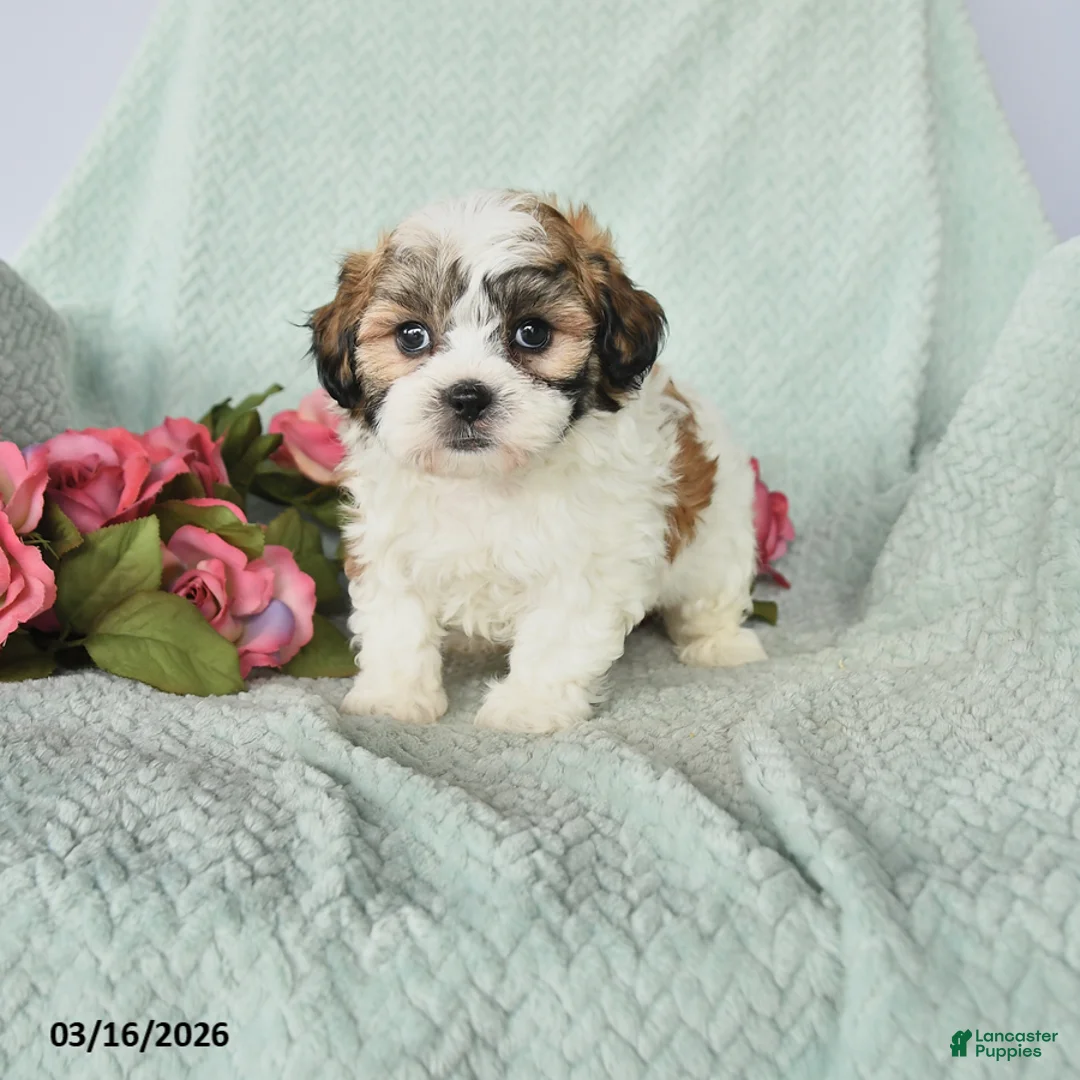 Teddy Bear dogs for sale: Jarad - Ad 1