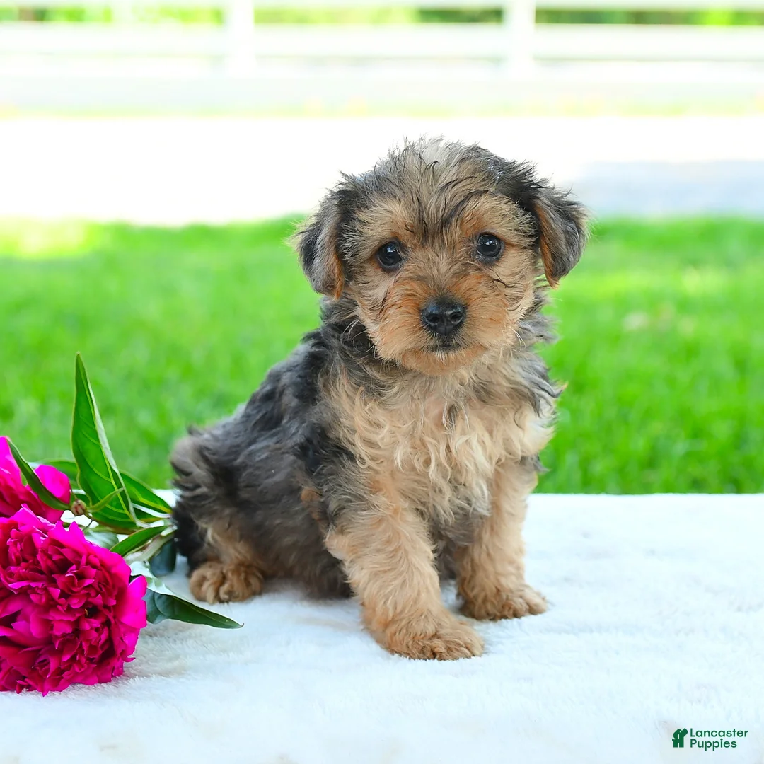 Yorkiepoo dogs for sale: Riley - Ad 1