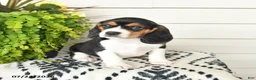 Beaglier dogs for sale: Molly - Ad 3