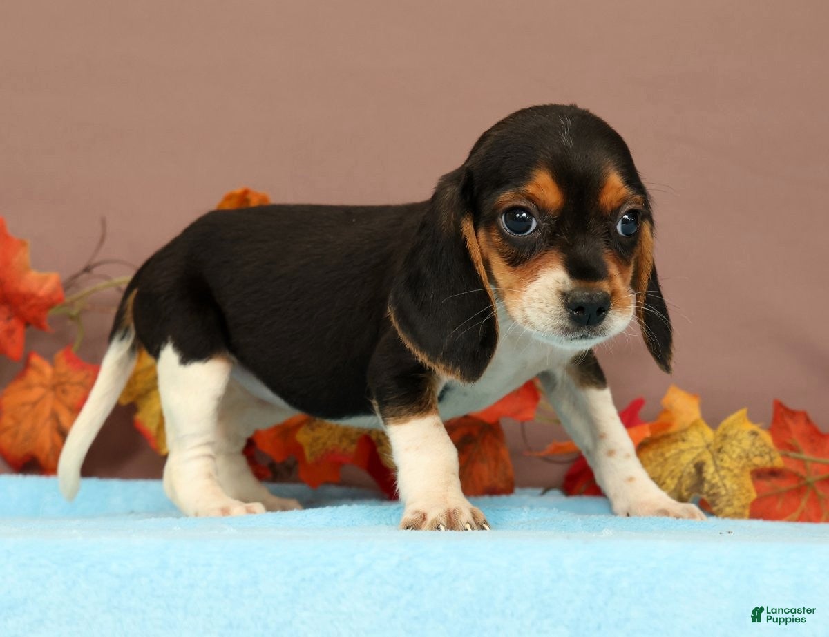 Beagle dogs Dana - Ad 2