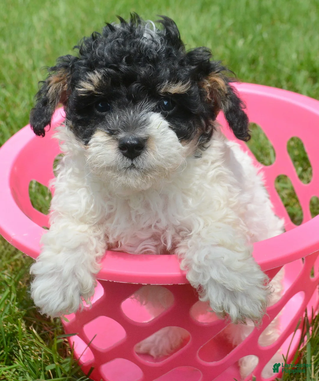 Bernedoodle dogs for sale: Betty Bernedoodle 4 - Ad 2