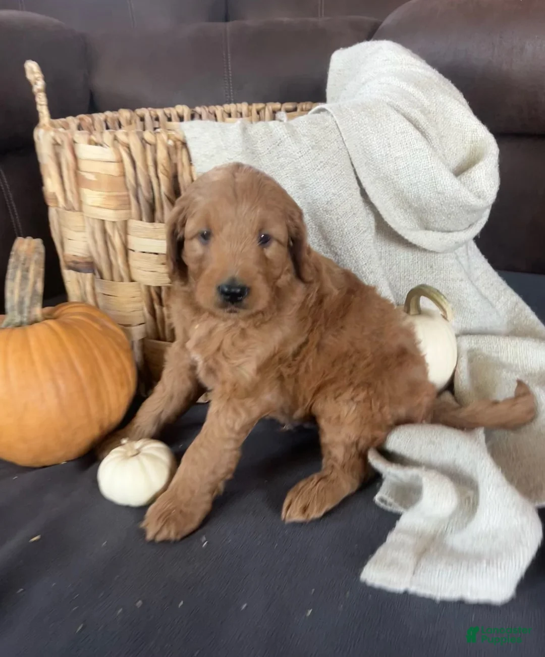 Mini Goldendoodle dogs for sale: Gus - Ad 2