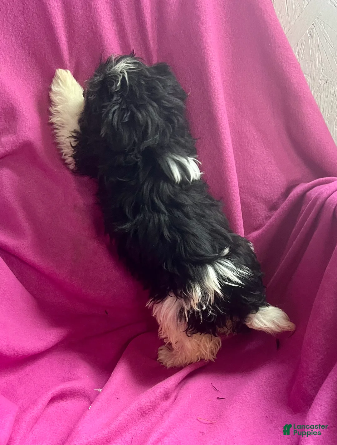 Shih Tzu dogs for sale: Trudy - Ad 6