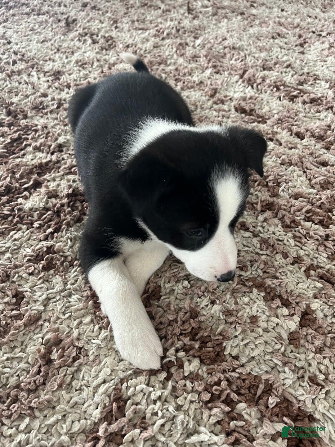 Mixed Breed dogs for sale: Ruby - Ad 3