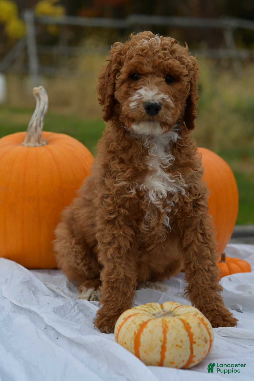 Standard Poodle dogs for sale: Candy - Ad 10