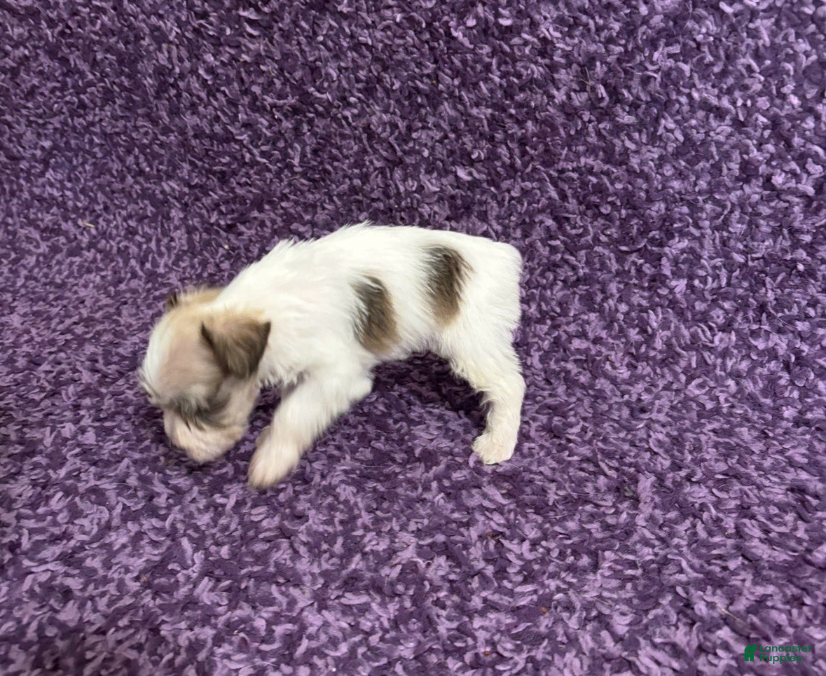 Miniature Schnauzer dogs for sale: Tiny_Female - Ad 1