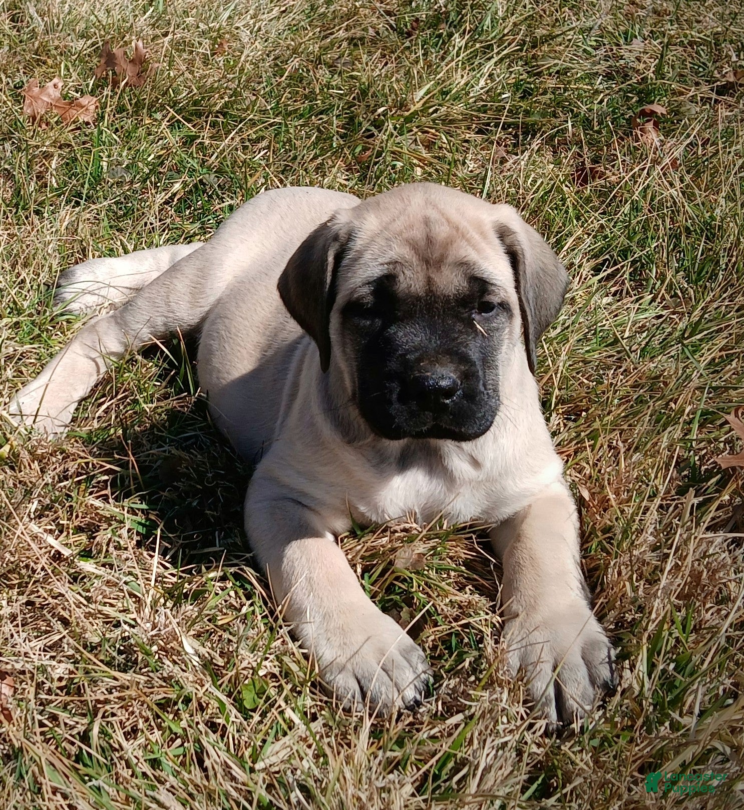 English Mastiff dogs English Mastiff Puppy 1 - Ad 1