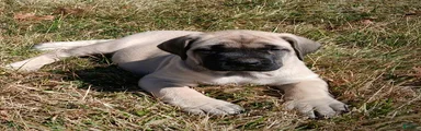 English Mastiff Puppy 1