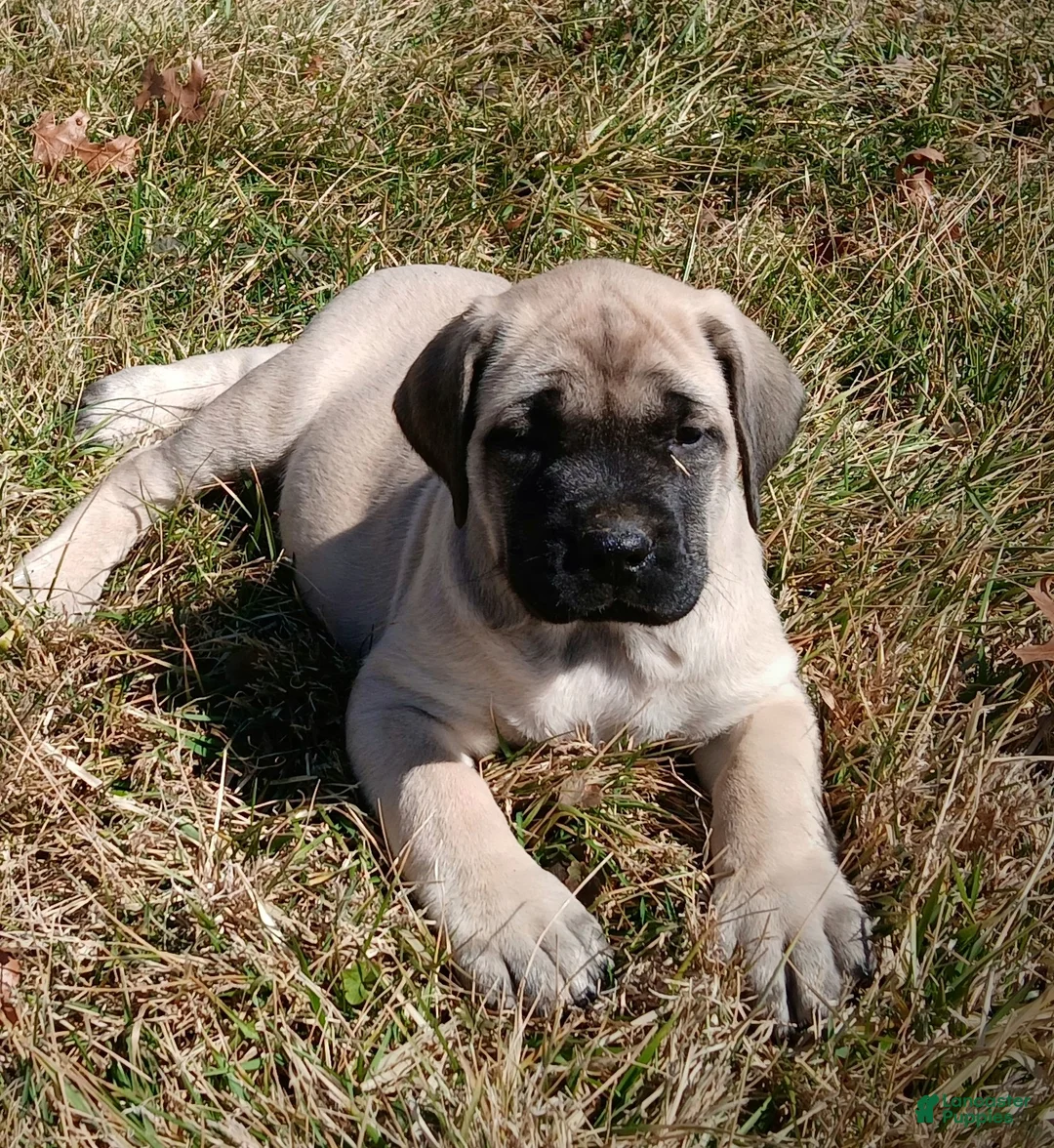 English Mastiff dogs for sale: English Mastiff Puppy 1 - Ad 1