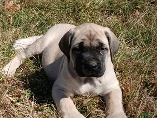 English Mastiff dogs for sale: English Mastiff Puppy 1 - Ad 2