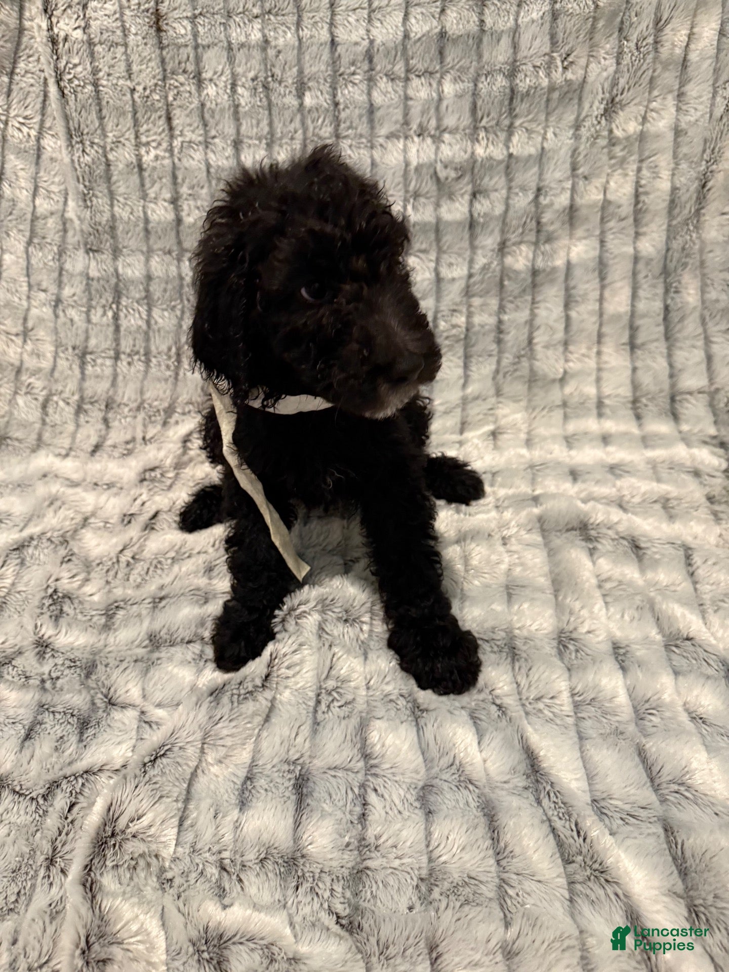 Standard Poodle dogs Standard Poodle 3 - Ad 16