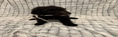 Standard Poodle 3