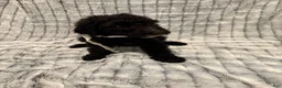 Standard Poodle dogs for sale: Standard Poodle 3 - Ad 1