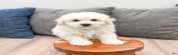 Bichpoo dogs for sale: Milo - Ad 1