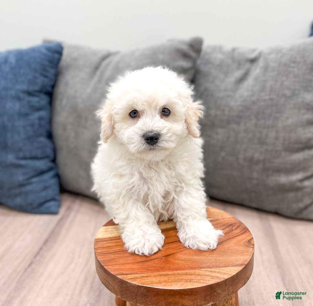 Bichpoo dogs for sale: Milo - Ad 1