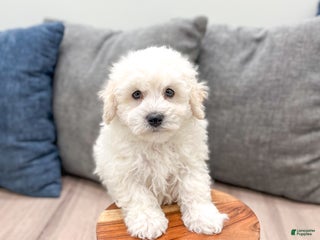 Bichpoo dogs Milo - Ad 42