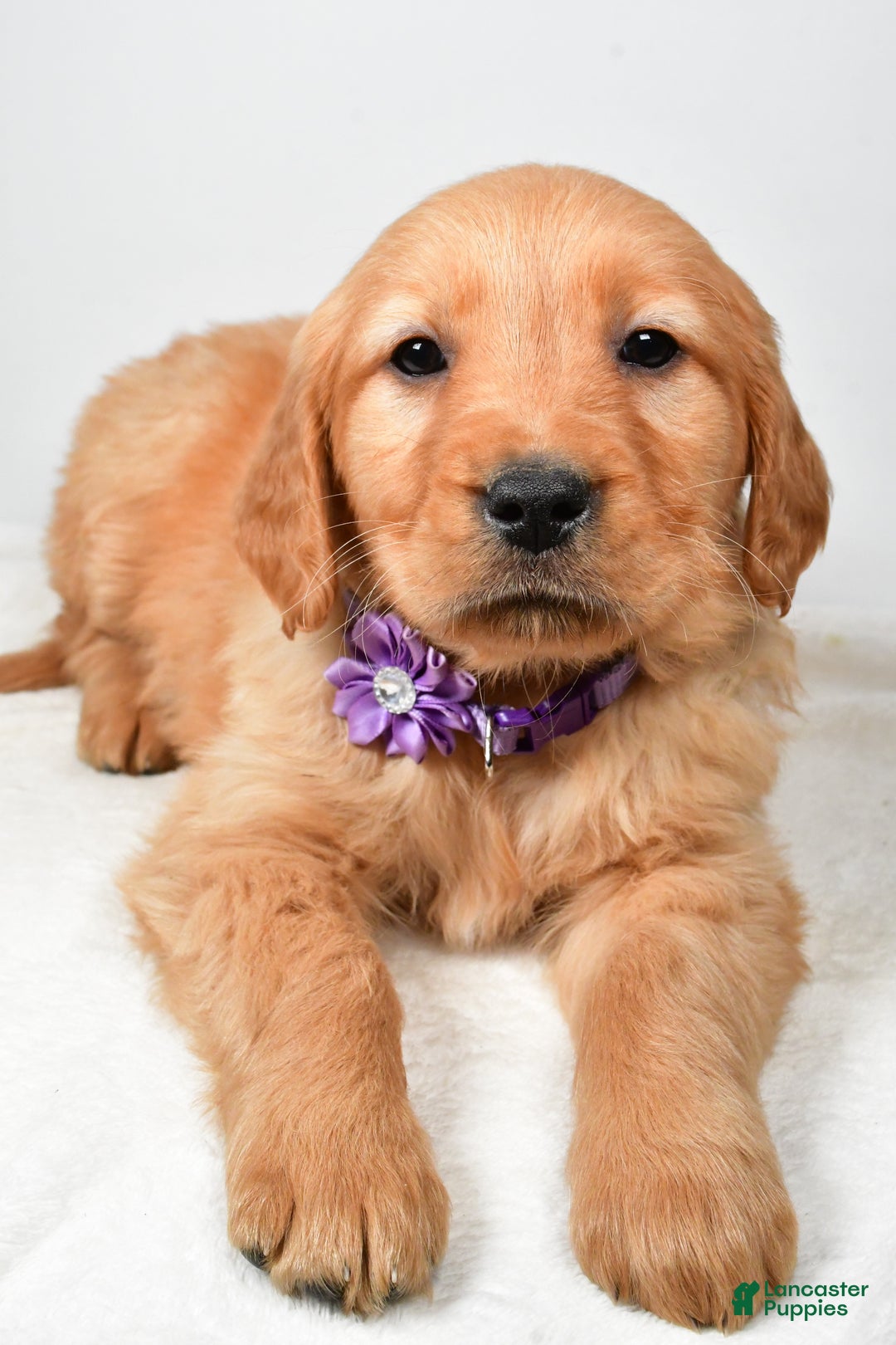 Golden Retriever dogs for sale: Kenzie - Ad 3