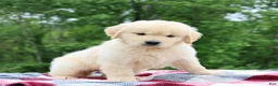 Golden Retriever dogs for sale: Champ - Ad 5